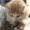 Feline groovy lithics kitties 4